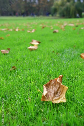 autumn leaves on the grass © TeckChiang