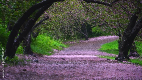 Myriad of fallen Cherry petals cover the footpath under the rows of Cherry trees in the rainy morning at Central Park New York City NY USA on May 05 2019.