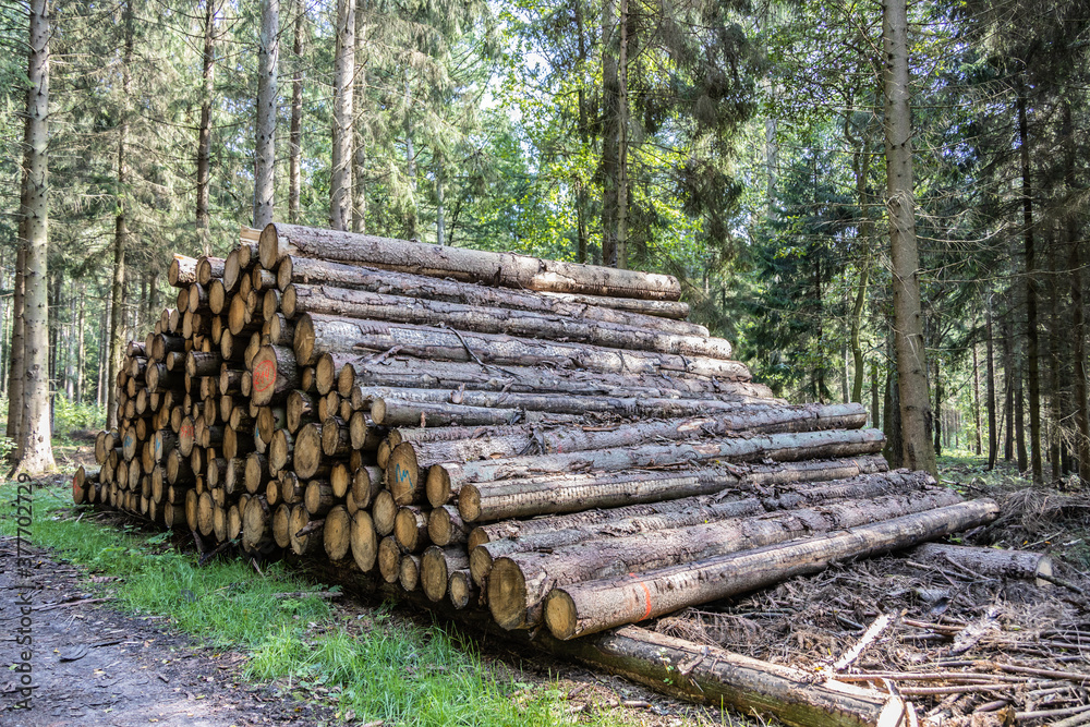 Logs in the Wildlife sanctuary Hahnheide