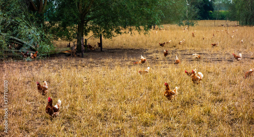 Chckens walking around in a chicken farm 
