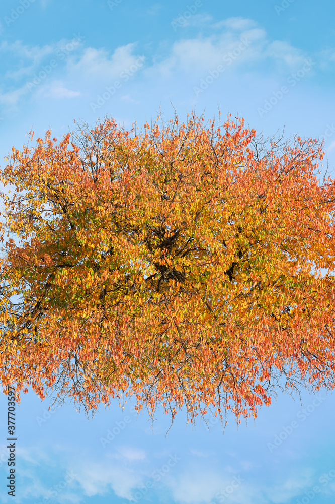 Fantastic autumn view with tree and sky Fantastic autumn view with tree and sky