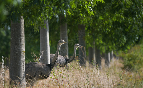 Two nandus or greater rhea (Rhea americana) looking through a row of trees at a field, since 2000 a few birds escaped from a farm they have spread in Mecklenburg West Pomerania, Germany, copy space photo