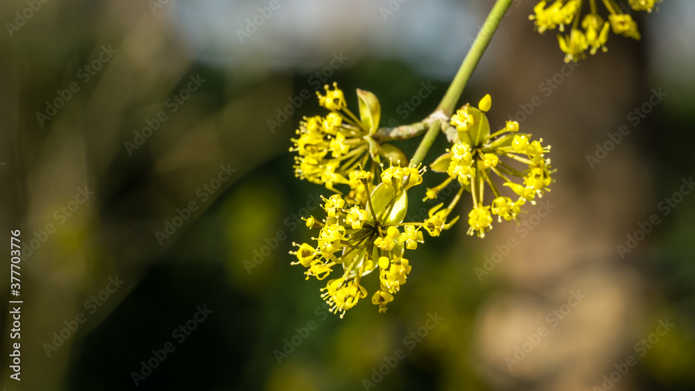 Lyric twig cornelian cherry with yellow flowers on grey blurred with bokeh background. Soft selective macro focus Cornus mas blossom (European cornel, dogwood) in early spring. Place for your text Lyric twig cornelian cherry with yellow flowers on grey blurred with bokeh background. Soft selective macro focus Cornus mas blossom (European cornel, dogwood) in early spring. Place for your text