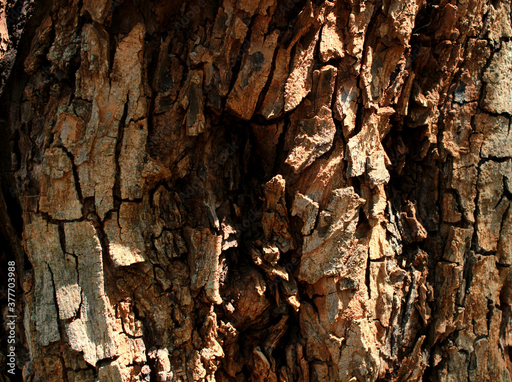 High contrast tree bark texture High contrast tree bark texture