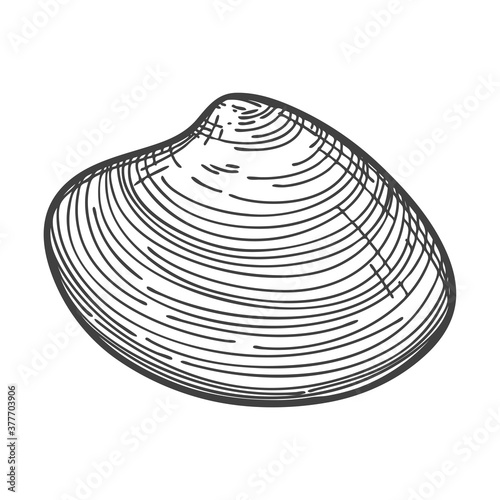 Hand-drawn seashells. An empty, closed, flat, oval solid shell of a mollusc or snail. Sketch style, engraved drawing. Black and white illustration isolated on a white background.