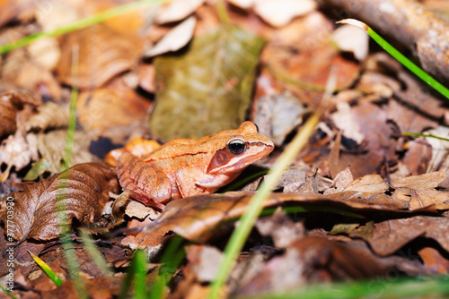 Forest frog among autumn fallen leaves in the forest