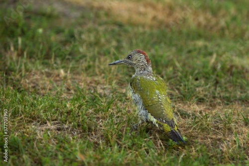The European Green Woodpecker (Picus viridis) sitting in the grass with green background.