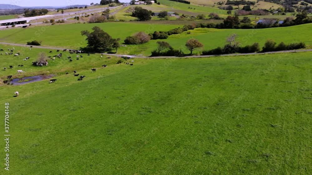 Drone flying over dairy cows on an Illawarra dairy farm, NSW, Australia Drone flying over dairy cows on an Illawarra dairy farm, NSW, Australia