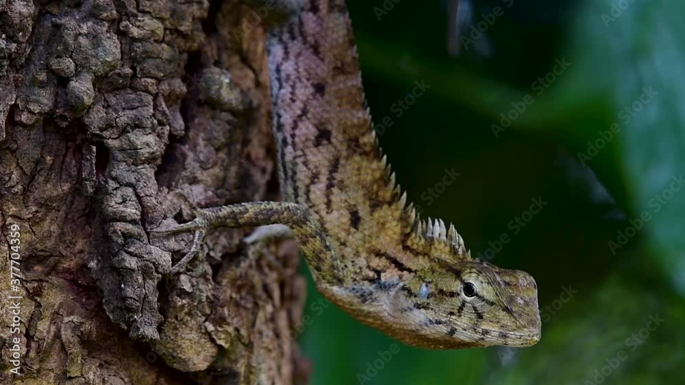 The Oriental Garden Lizard is also called the Eastern Garden Lizard, Bloodsucker and Changeable Lizard; it has the ability to change its colours according to its lifecycle and can be commonly found.