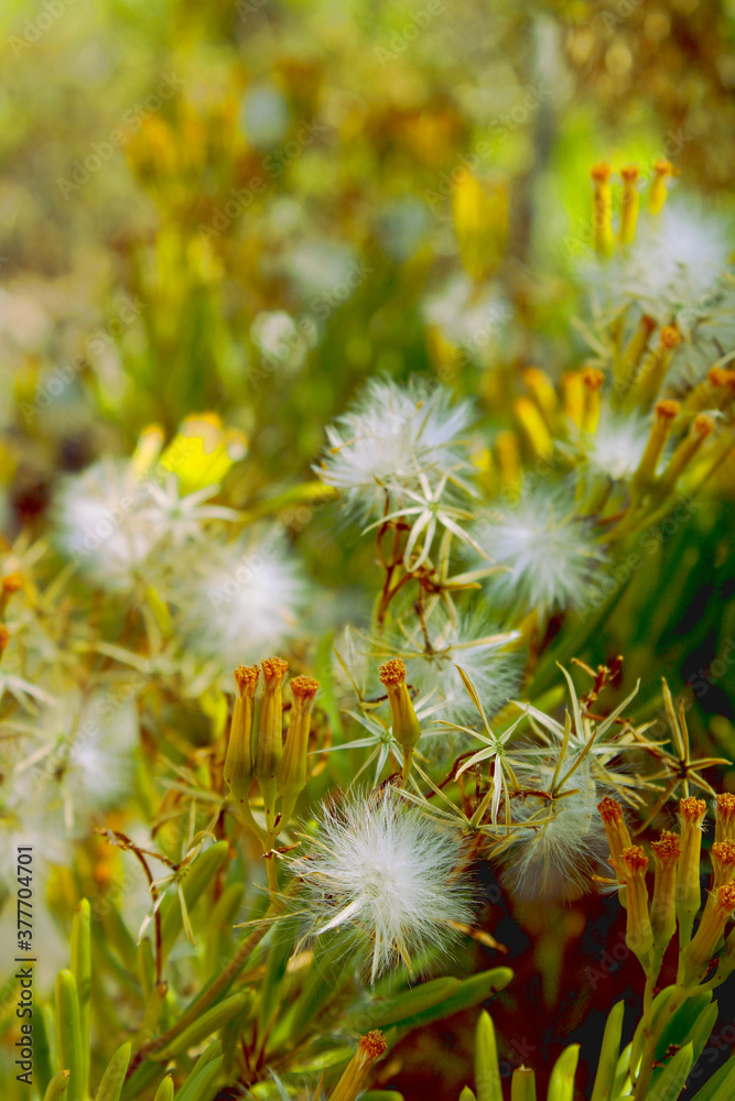 Dandelion seed bush