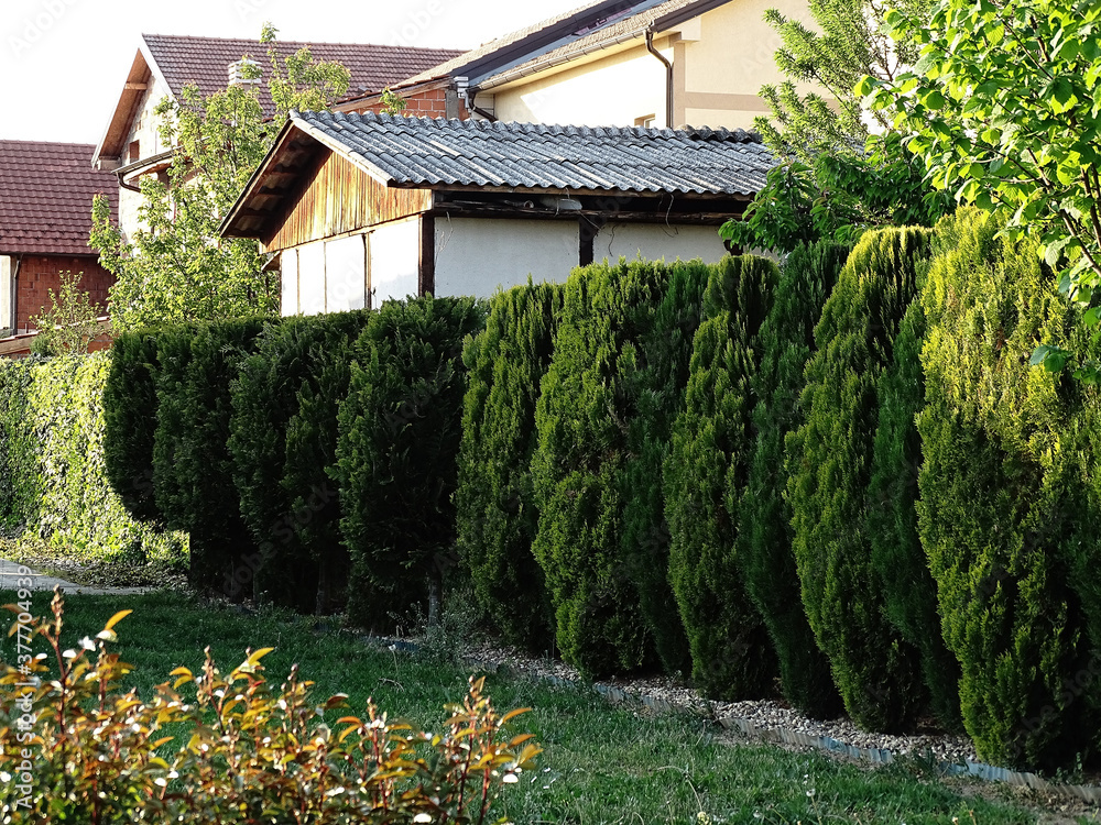 A hedge of a row of evergreen thuja and cypress trees on a pebble base