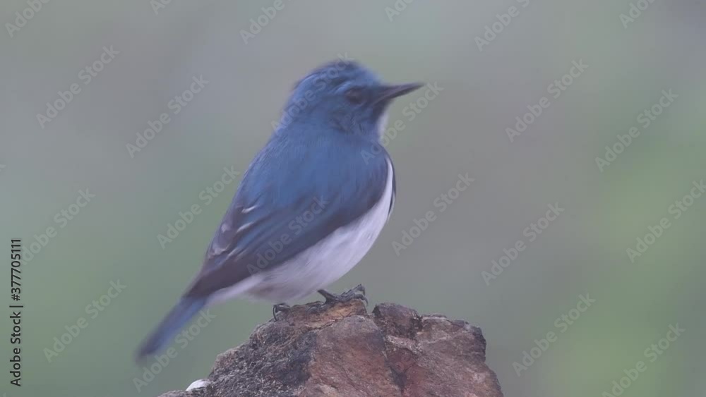 The Ultramarine Flycatcher, also known as the White-browed Blue Flycatcher, a winter migrant to Thailand, is very friendy to people; its ultramarine blue feathers that resembles a jacket is beautiful. The Ultramarine Flycatcher, also known as the White-browed Blue Flycatcher, a winter migrant to Thailand, is very friendy to people; its ultramarine blue feathers that resembles a jacket is beautiful.