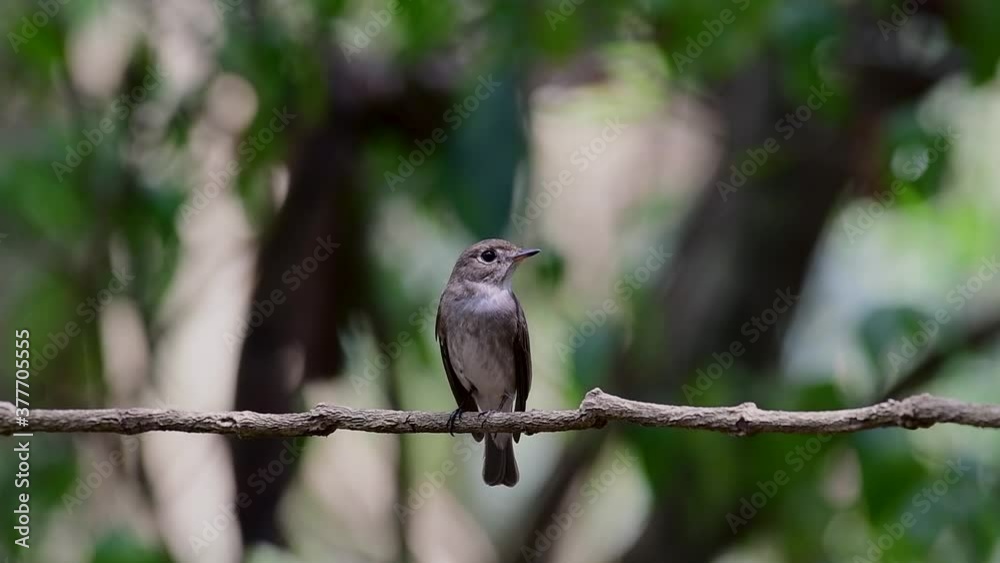 The Asian Brown Flycatcher is a small passerine bird breeding in Japan, Himalayas, and Siberia; migratory and winters in Thailand, it likes to eat insects. The Asian Brown Flycatcher is a small passerine bird breeding in Japan, Himalayas, and Siberia; migratory and winters in Thailand, it likes to eat insects.