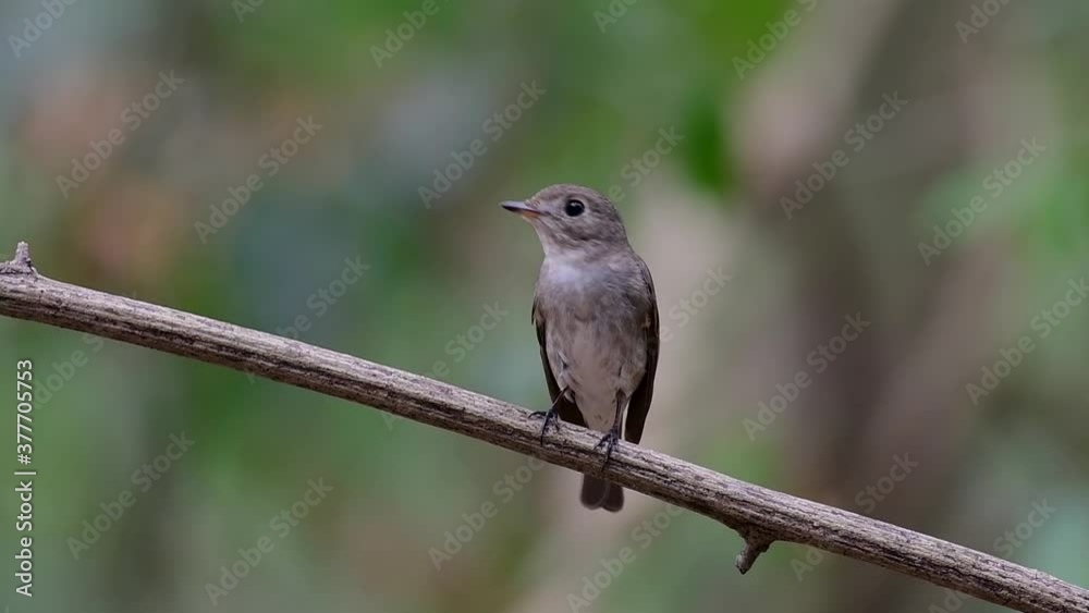 The Asian Brown Flycatcher is a small passerine bird breeding in Japan, Himalayas, and Siberia; migratory and winters in Thailand, it likes to eat insects. The Asian Brown Flycatcher is a small passerine bird breeding in Japan, Himalayas, and Siberia; migratory and winters in Thailand, it likes to eat insects.