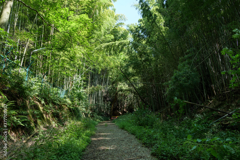 A deserted forest road deep in the mountains of Kyoto A deserted forest road deep in the mountains of Kyoto