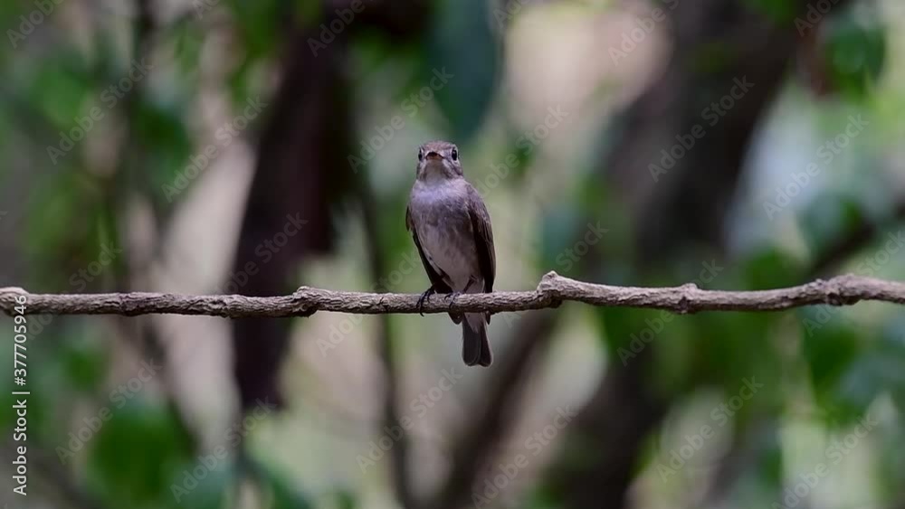 The Asian Brown Flycatcher is a small passerine bird breeding in Japan, Himalayas, and Siberia; migratory and winters in Thailand, it likes to eat insects. The Asian Brown Flycatcher is a small passerine bird breeding in Japan, Himalayas, and Siberia; migratory and winters in Thailand, it likes to eat insects.