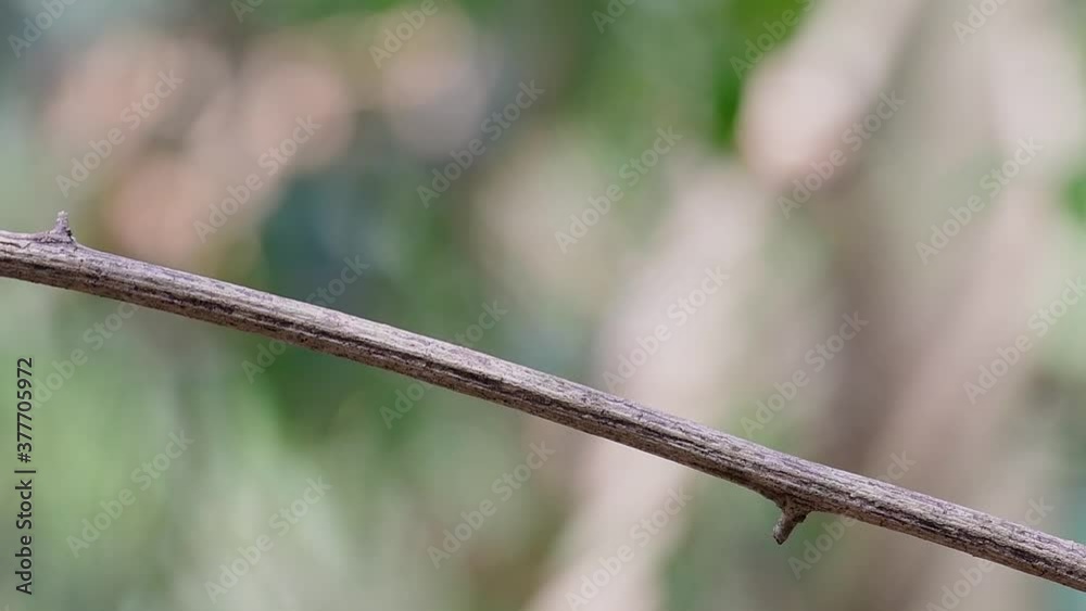 The Asian Brown Flycatcher is a small passerine bird breeding in Japan, Himalayas, and Siberia; migratory and winters in Thailand, it likes to eat insects.