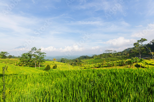 Fields in Indonesia