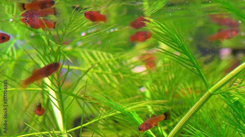 Feeding fry in a freshwater aquarium. Small aquarium with fry red