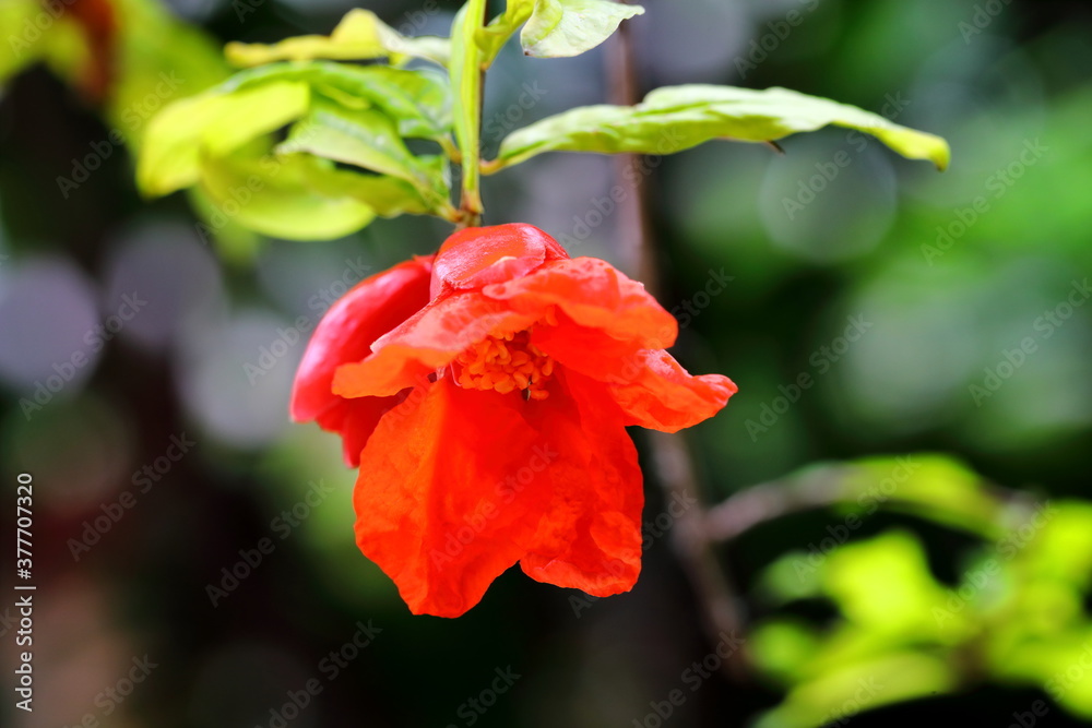 Closeup  flowers of Pomegranate tree in the rainy season