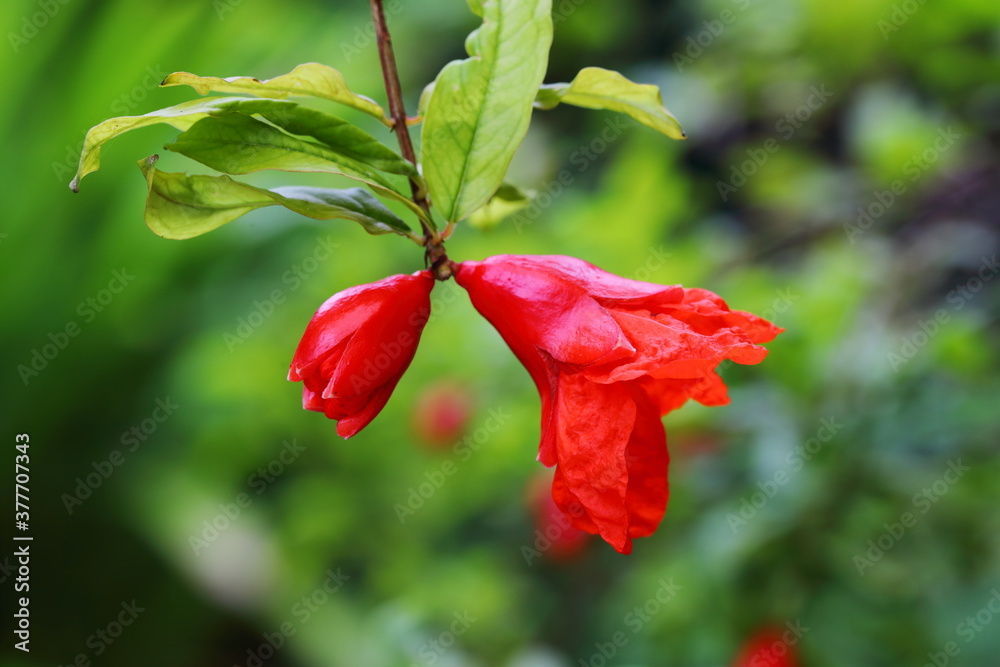 Closeup flowers of Pomegranate tree in the rainy season