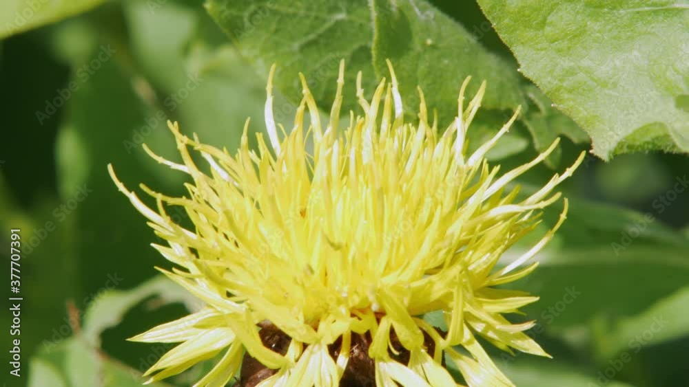 a bumble bee takes off and lands on a yellow dandelion flower a bumble bee takes off and lands on a yellow dandelion flower