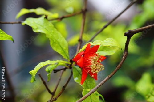 Closeup flower of Pomegranate tree in the rainy season