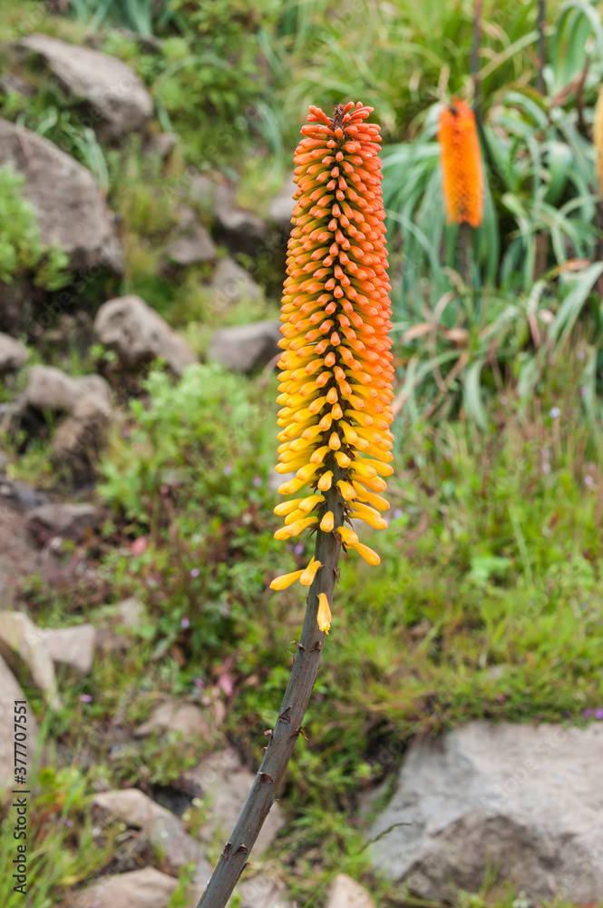Kniphofia also called Tritoma or Red Hot poker (Kniphofia foliosa), Simien Mountains National Park, Unesco World Heritage Site, Amhara region, Ethiopia Kniphofia also called Tritoma or Red Hot poker (Kniphofia foliosa), Simien Mountains National Park, Unesco World Heritage Site, Amhara region, Ethiopia