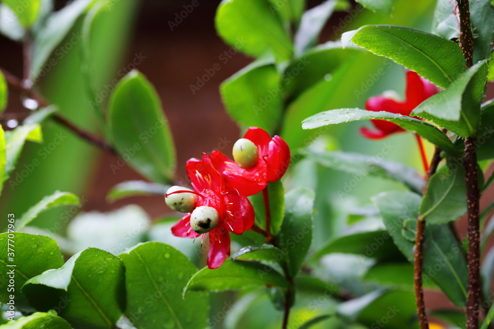 Closeup flowers of Ochna kirkii Oliv,Micky mouse tree in the park Closeup flowers of Ochna kirkii Oliv,Micky mouse tree in the park