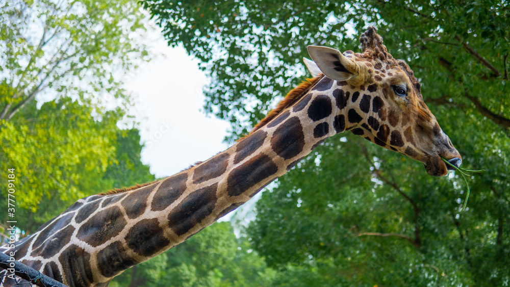 Fototapeta premium long neck giraffe eating grass
