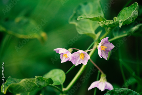 flower in the garden