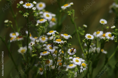Insects among the thickets white-yellow medicinal of chamomile