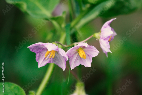 flower in the garden