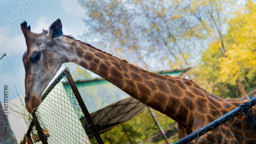 Photography giraffe in the zoo
