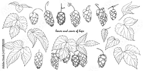 hop leaves and cones set of elemets