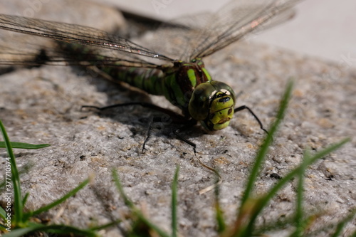 Dragonfly in my yard