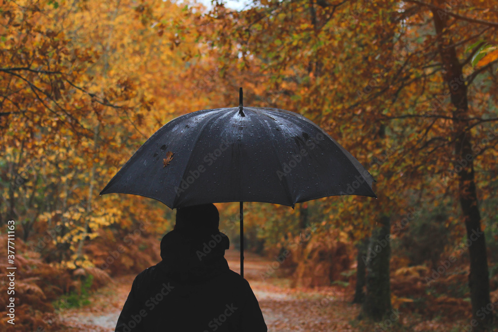 Walking in the woods under the rain with an umbrella during a raining sunday. Golden autumn