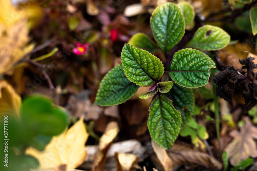 Mint plant with deep green leaves, growing between autumn leaves photo