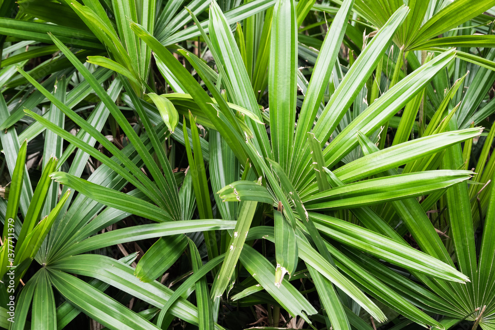 tropical plant background
