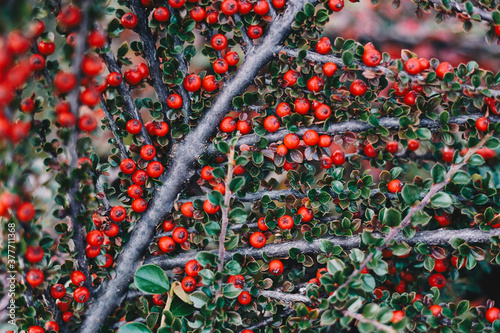 Ripe red cotoneaster  berries at the brunch with green leaves photo