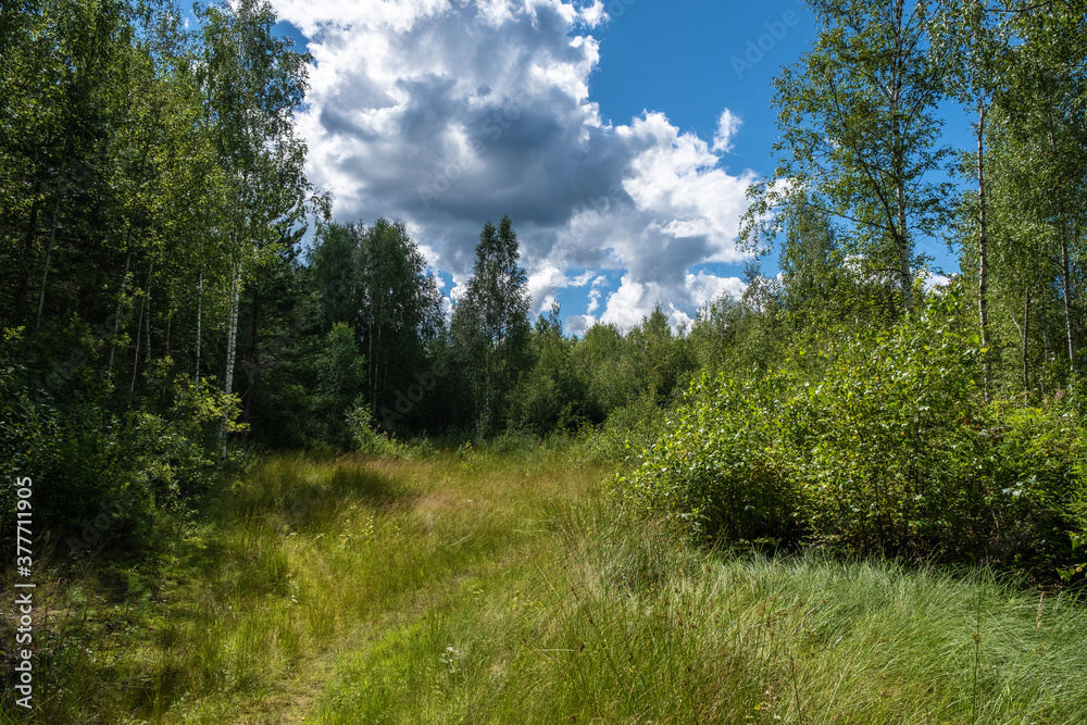 A path at the edge of the forest, leaving behind tall green bushes.