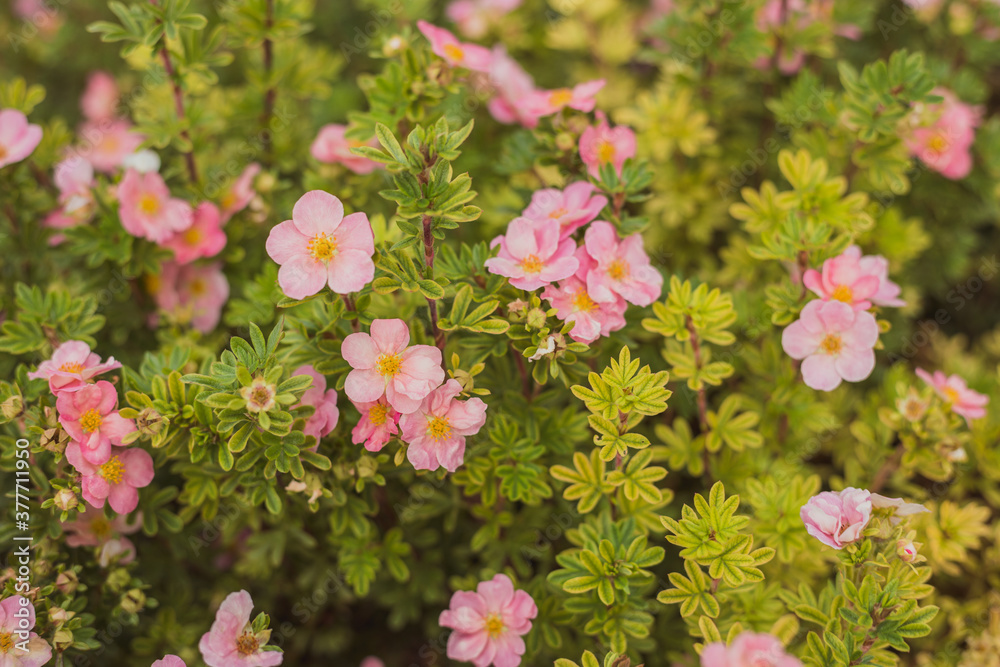 Tender pink cinquefoil flowers in green grass - photo with selective focus Tender pink cinquefoil flowers in green grass - photo with selective focus