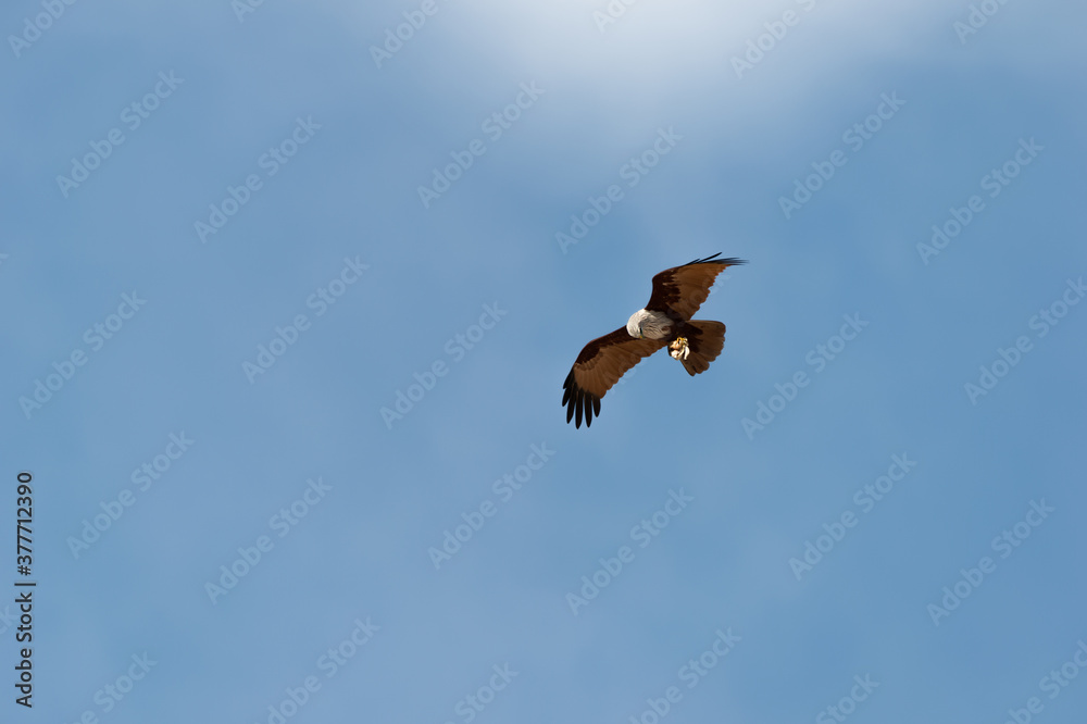 Obraz premium Bird of prey in flight isolated in blue background.Brahminy kite eagle with spreading red wings flying and soaring over andaman coastline with octopus in claw , low angle view.