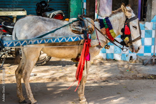 Pulia, Fatehpur, Rajasthan, India, Asia