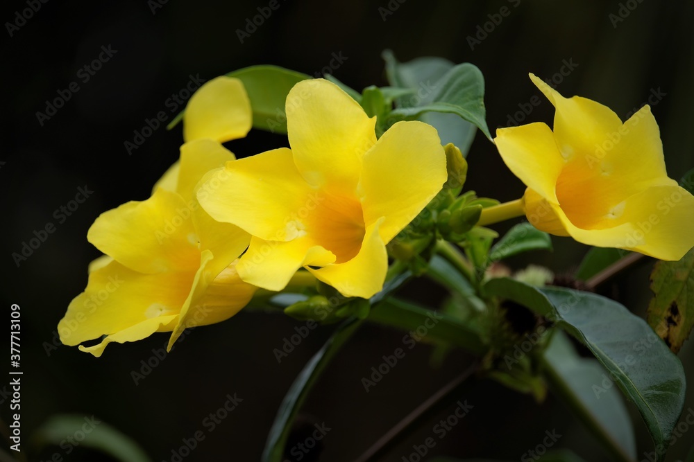 Fototapeta premium Allamanda cathartica, commonly called golden trumpet, trumpetvine, and yellow allamanda, is a species of flowering plant of the genus Allamanda in the family Apocynaceae. 