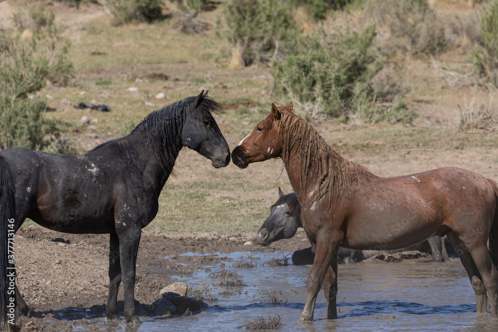 Wild Horses at a waterhole in the Utah desert Wild Horses at a waterhole in the Utah desert