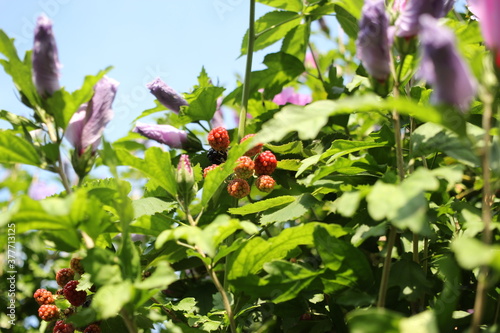 wild rose bush in spring