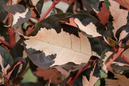 Photos Photo of teksture leaf good for background