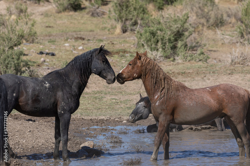 Wild Horses at a waterhole in the Utah desert