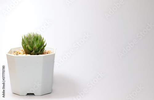cactus in a pot